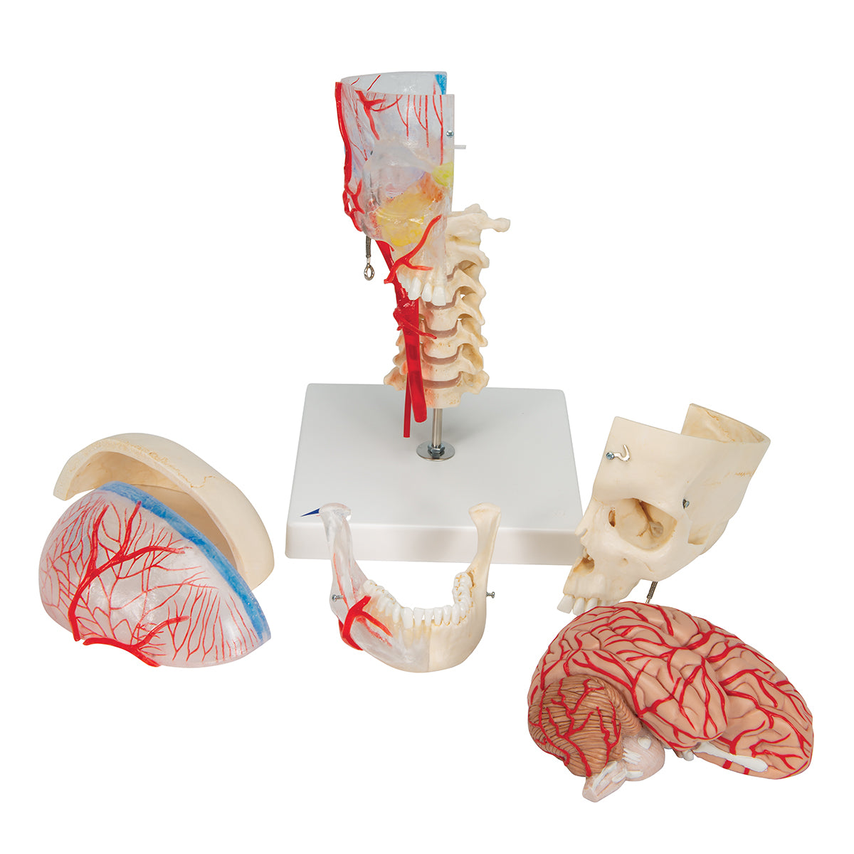 BONElike Human Skull Model, Half Transparent & Half Bony, Complete with Brain & Vertebrae