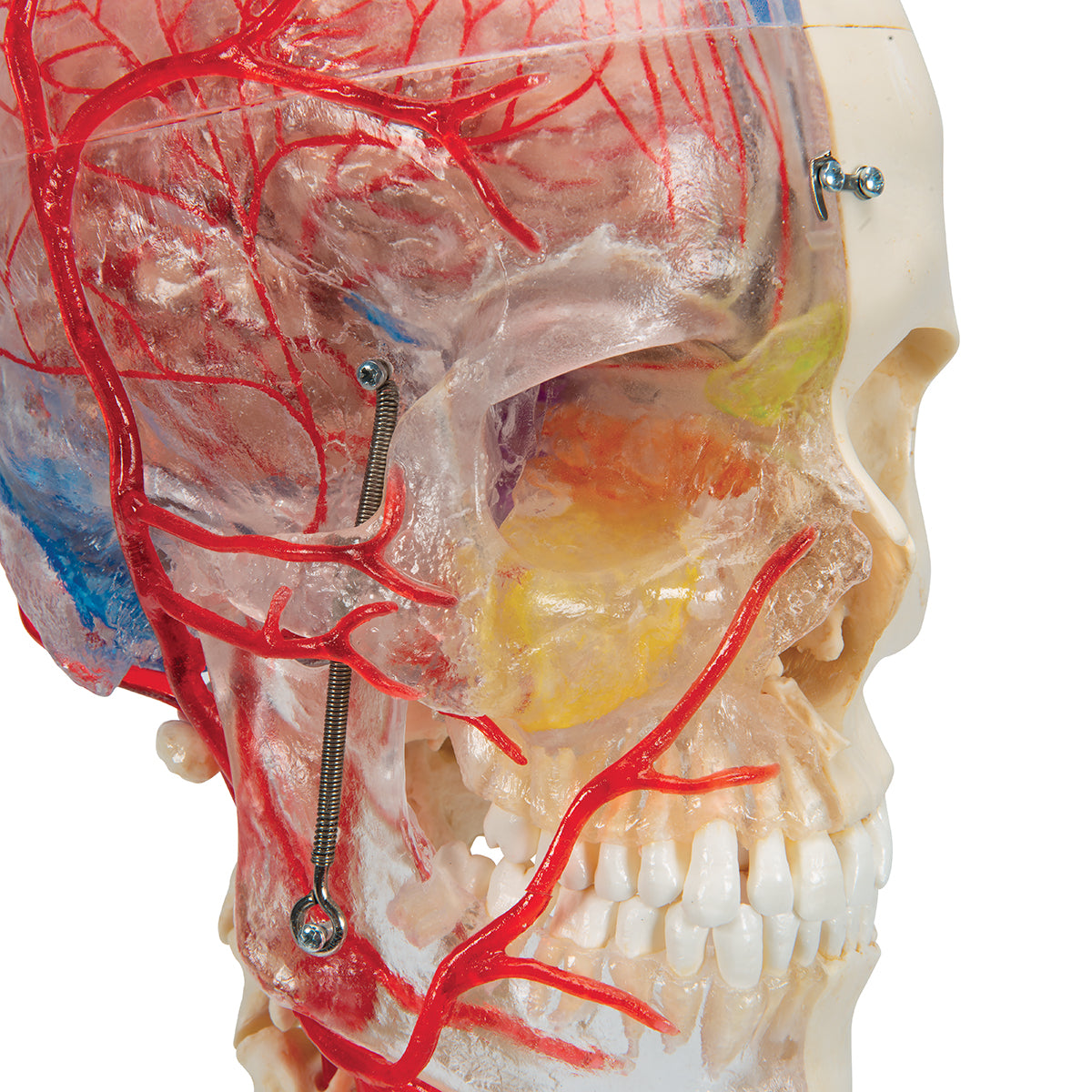 BONElike Human Skull Model, Half Transparent & Half Bony, Complete with Brain & Vertebrae