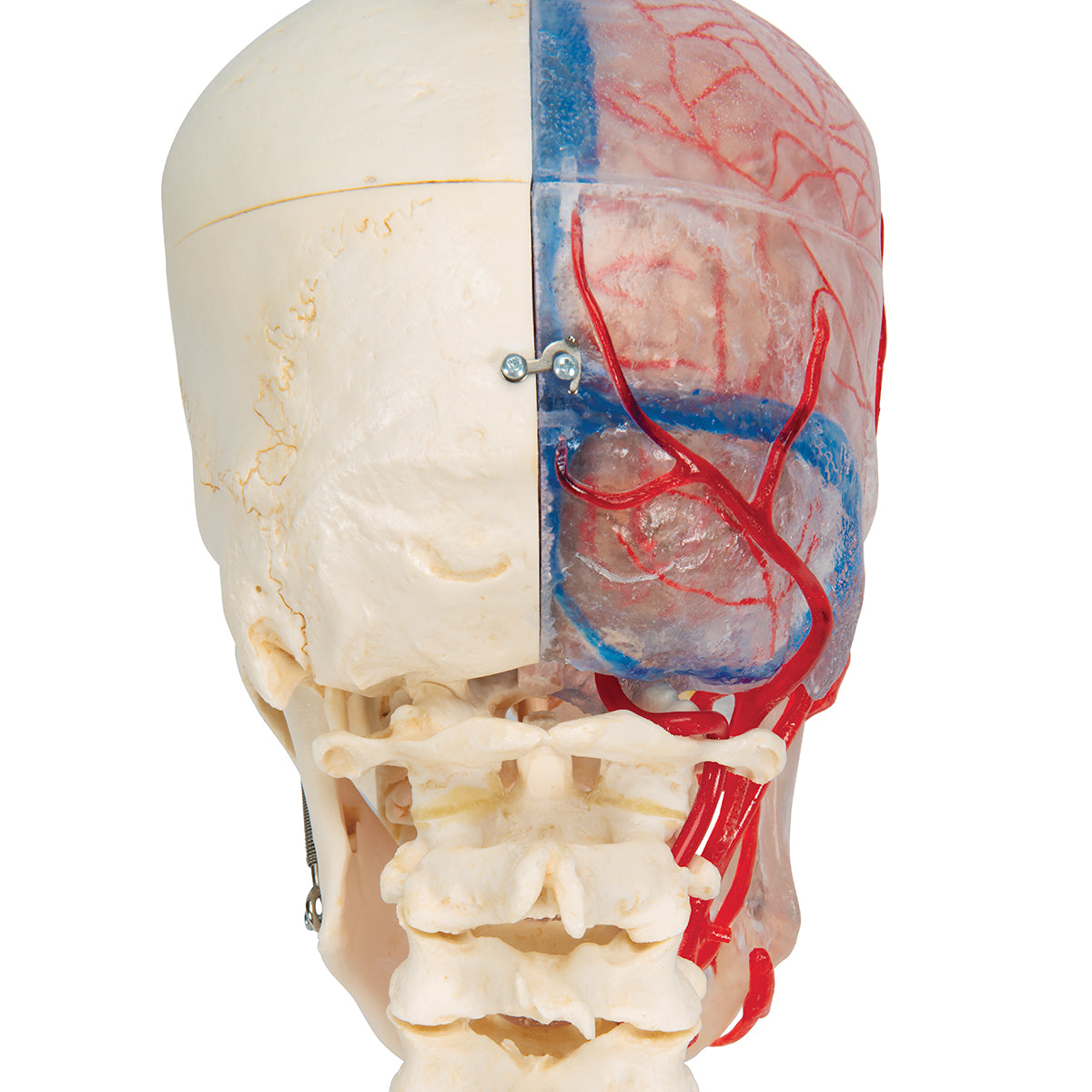 BONElike Human Skull Model, Half Transparent & Half Bony, Complete with Brain & Vertebrae