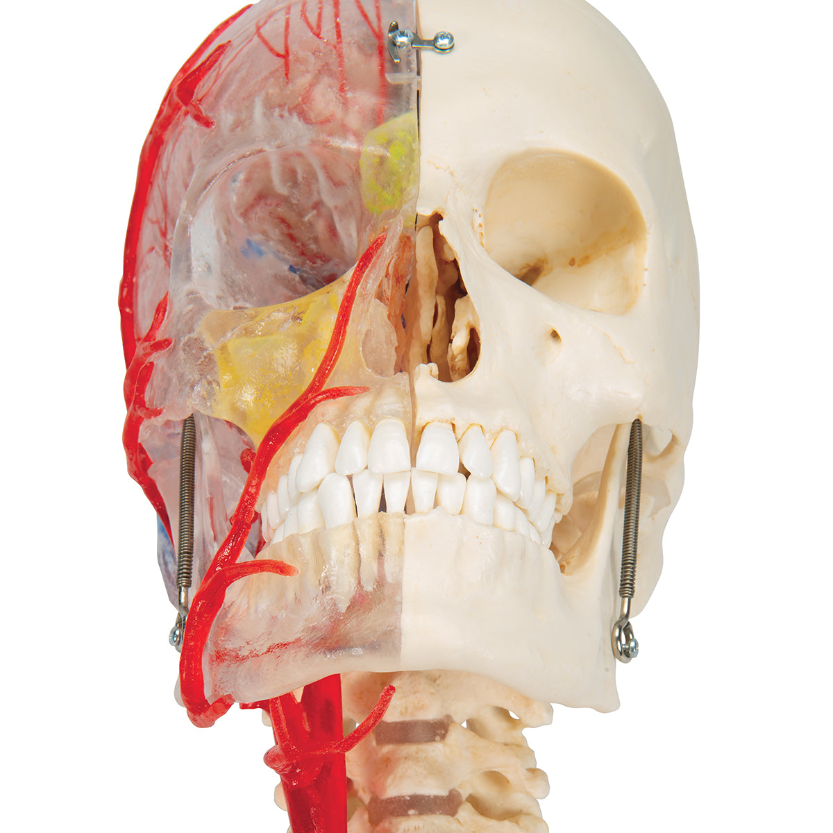 BONElike Human Skull Model, Half Transparent & Half Bony, Complete with Brain & Vertebrae