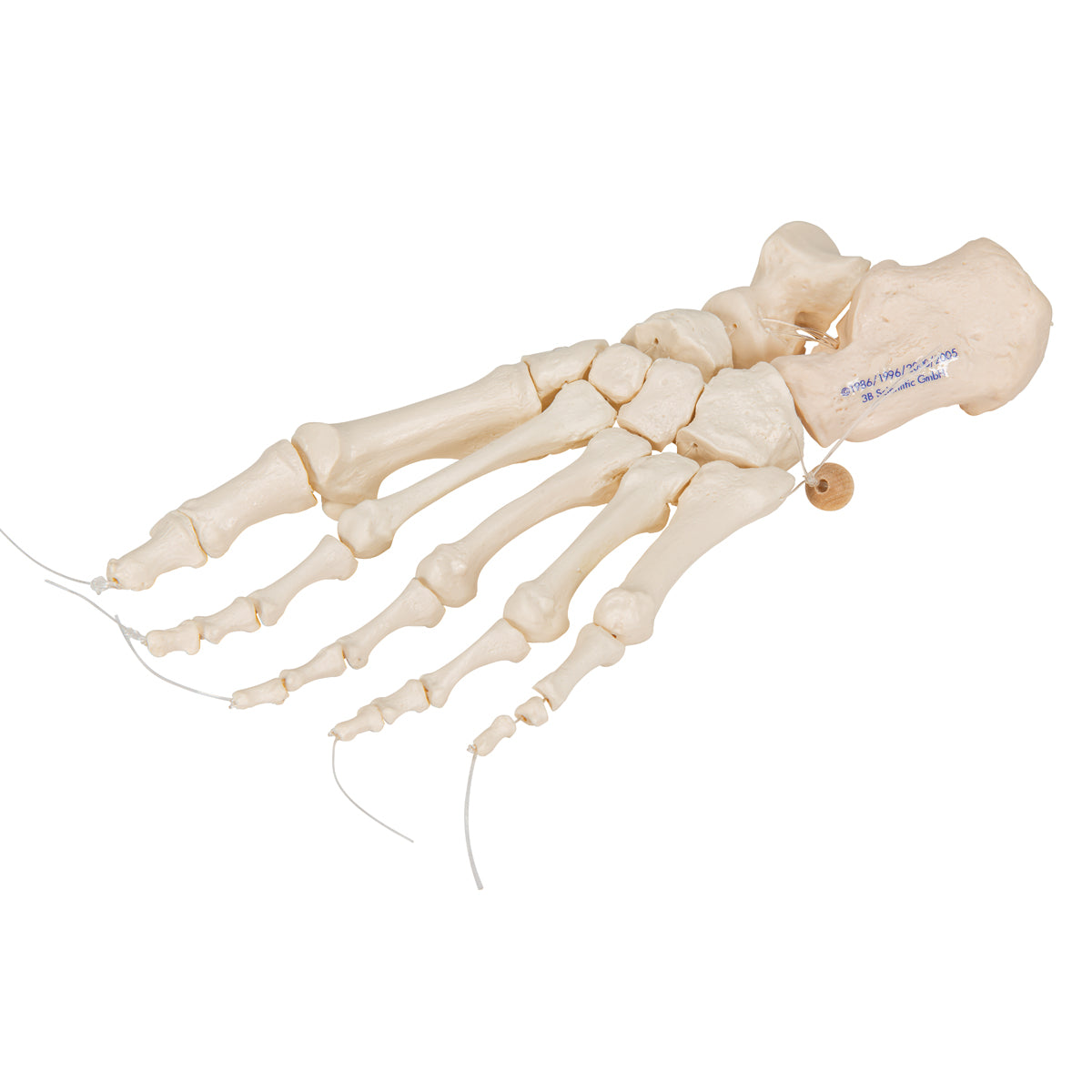 Human Foot Skeleton, Loosely Threaded on Nylon String