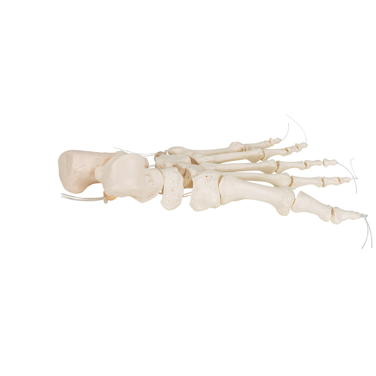 Human Foot Skeleton, Loosely Threaded on Nylon String