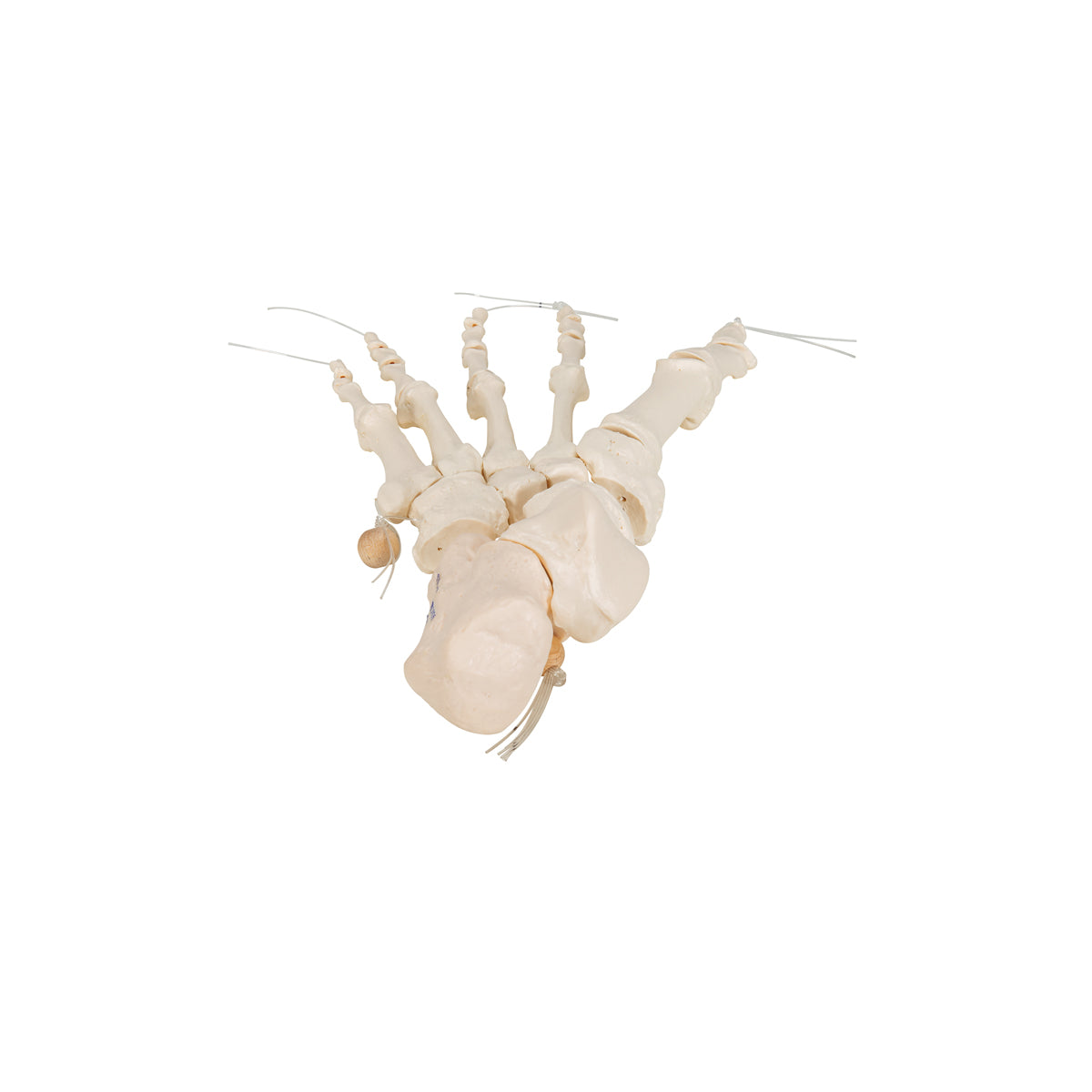 Human Foot Skeleton, Loosely Threaded on Nylon String