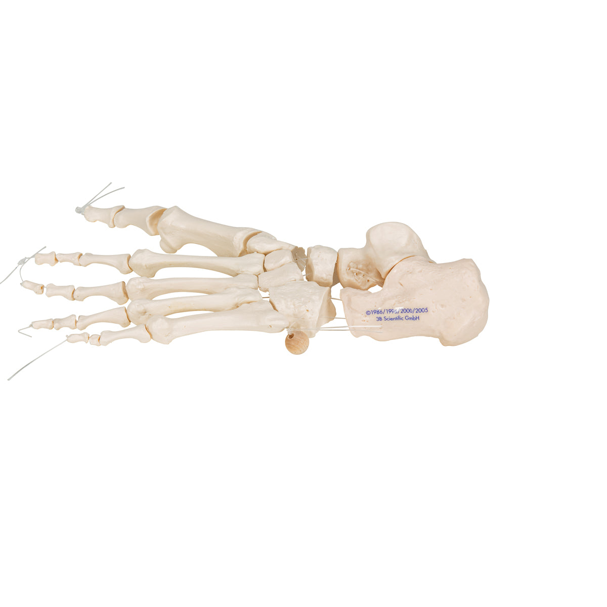 Human Foot Skeleton, Loosely Threaded on Nylon String