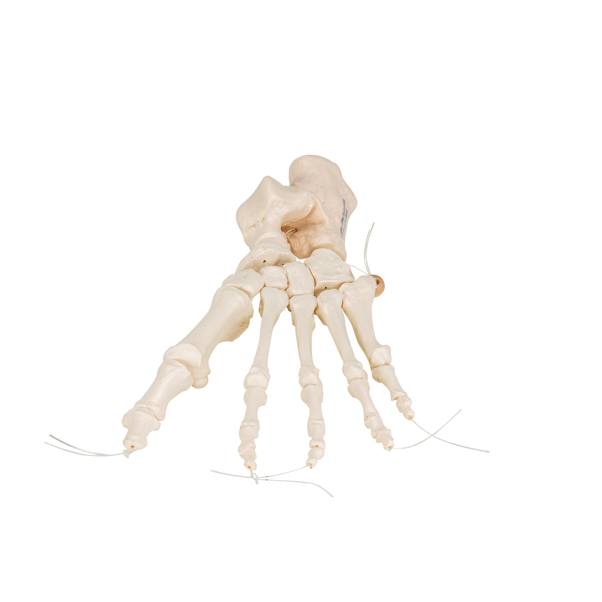 Human Foot Skeleton, Loosely Threaded on Nylon String
