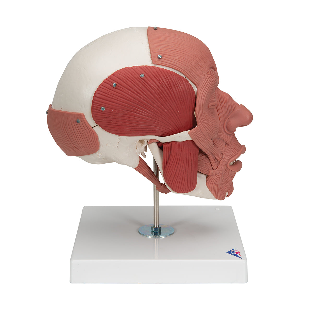 Human Skull with Facial Muscles