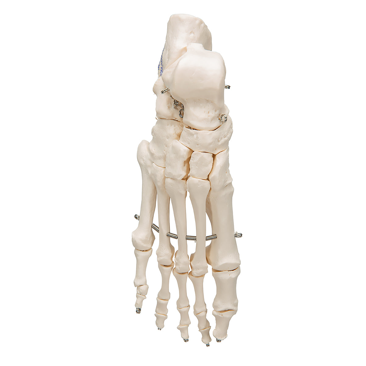 Human Foot Skeleton, Wire Mounted