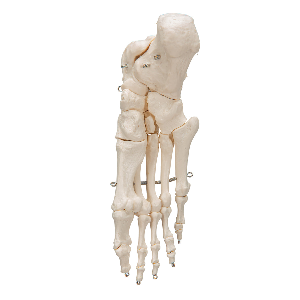 Human Foot Skeleton, Wire Mounted