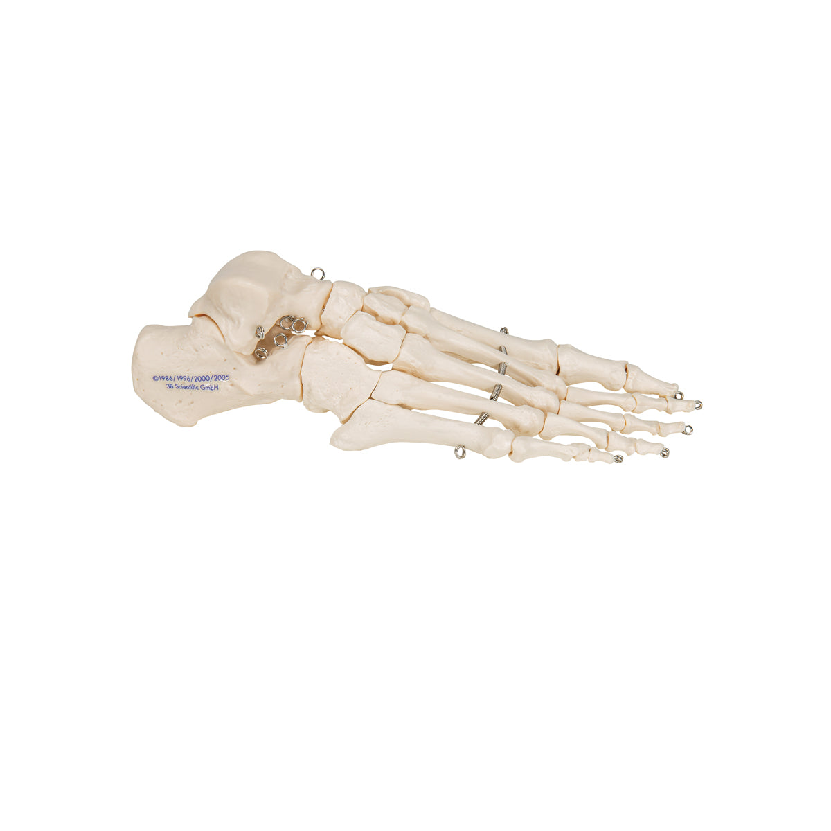 Human Foot Skeleton, Wire Mounted