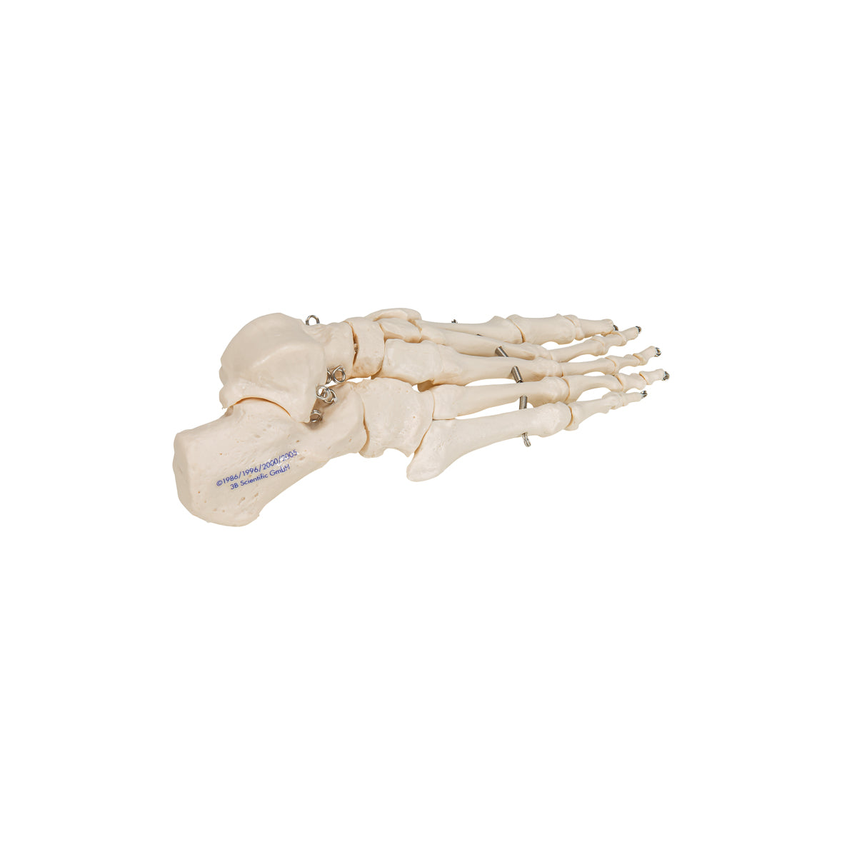 Human Foot Skeleton, Wire Mounted