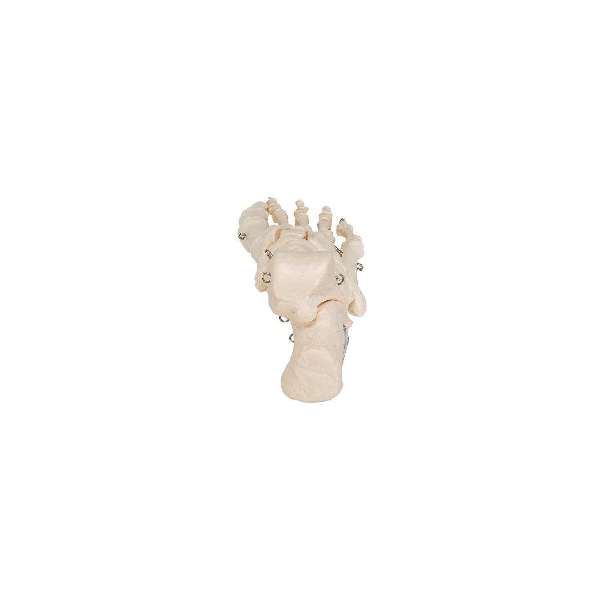 Human Foot Skeleton, Wire Mounted