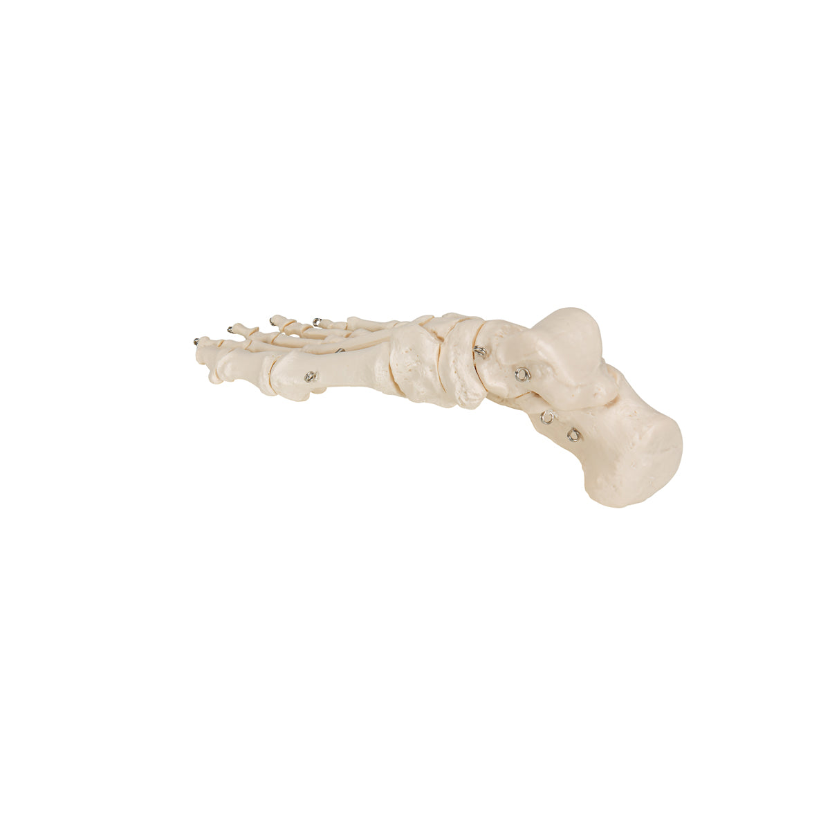 Human Foot Skeleton, Wire Mounted