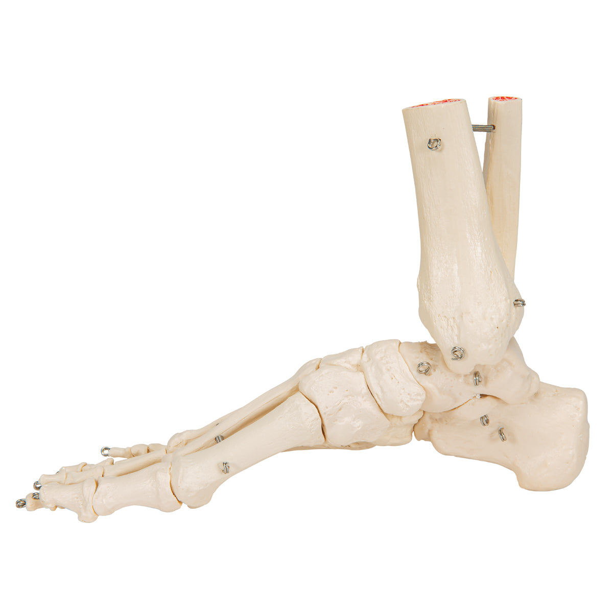 Human Foot & Ankle Skeleton, Wire Mounted