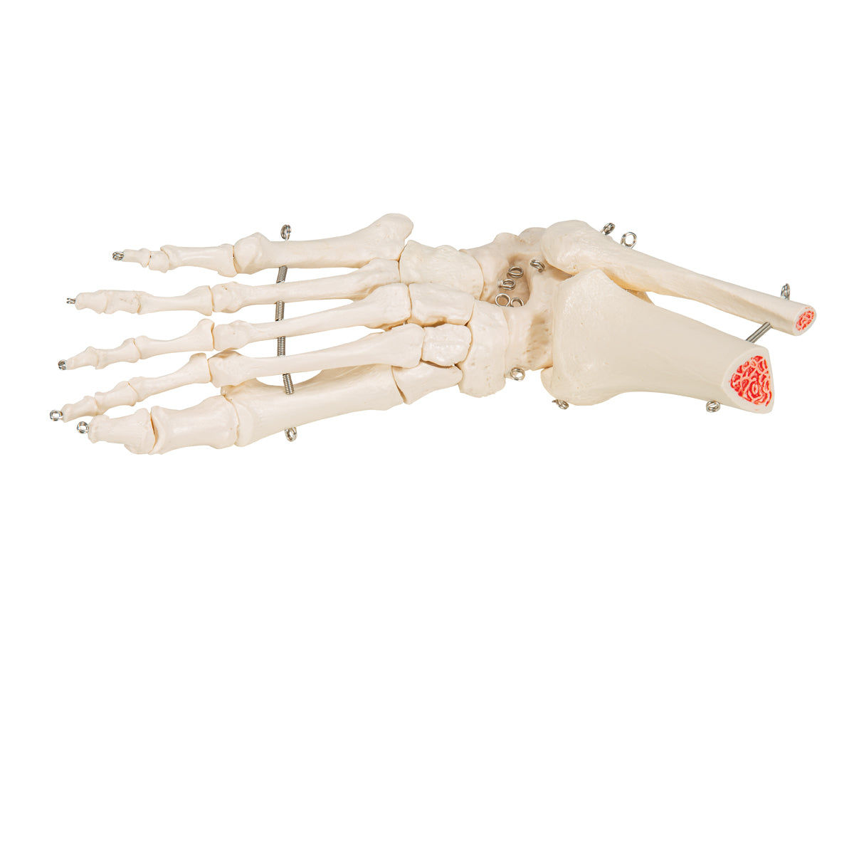 Human Foot & Ankle Skeleton, Wire Mounted