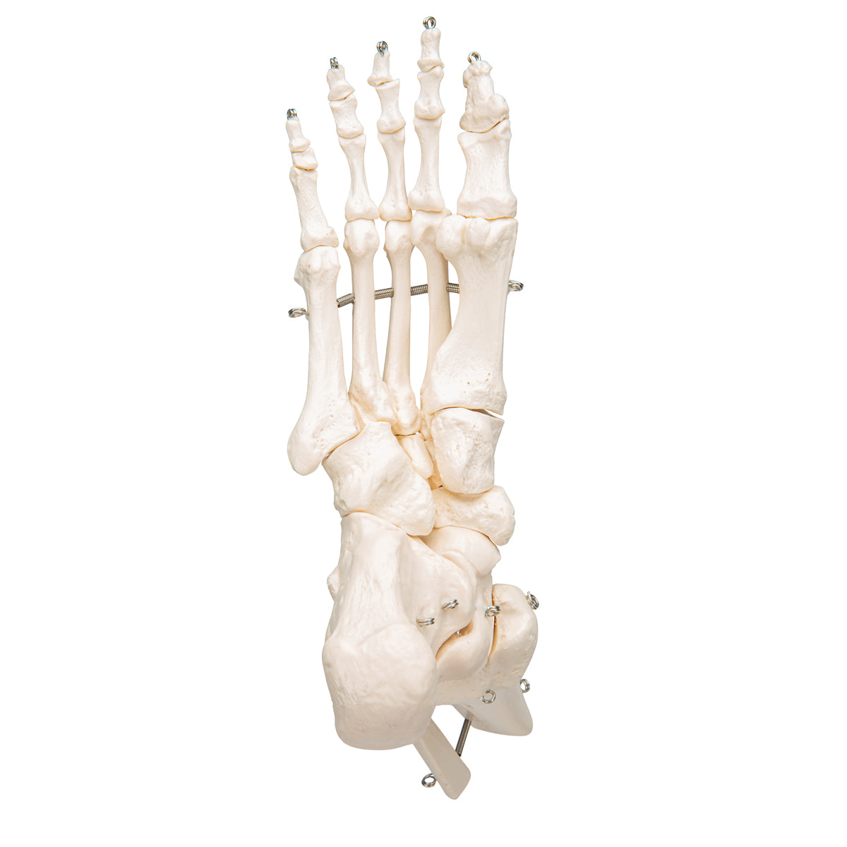 Human Foot & Ankle Skeleton, Wire Mounted