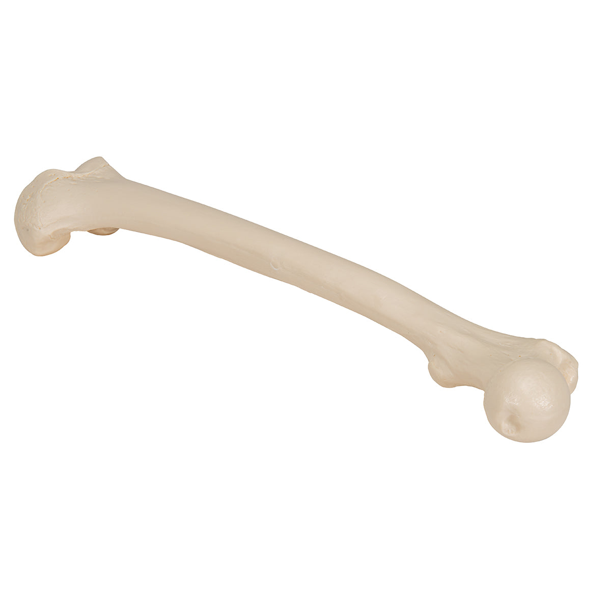 Human Femur