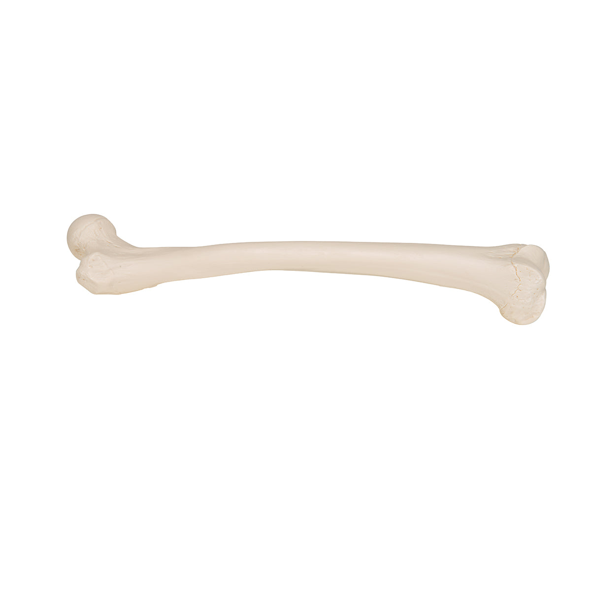 Human Femur