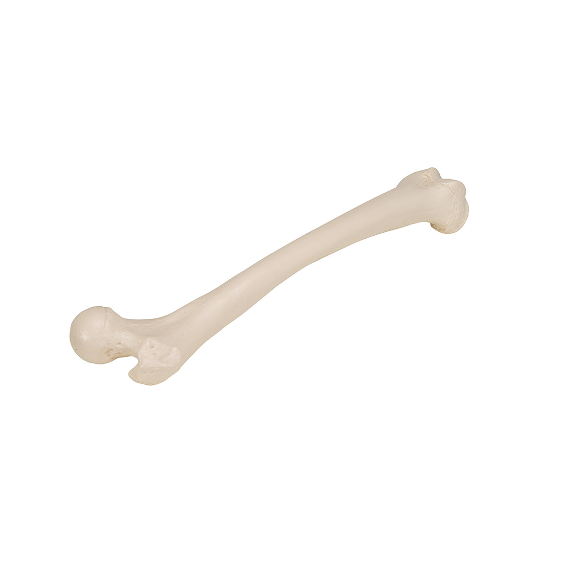 Human Femur