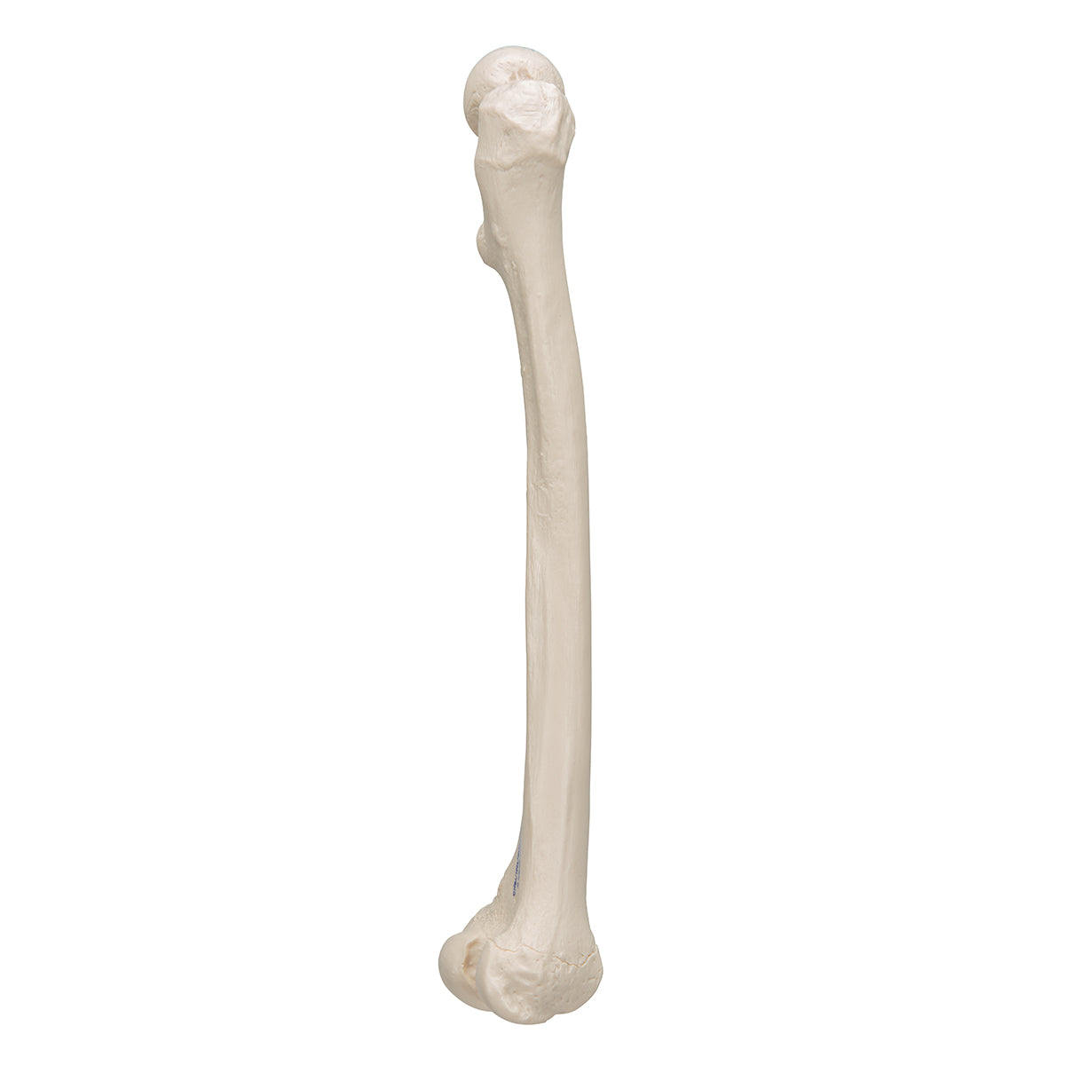 Human Femur