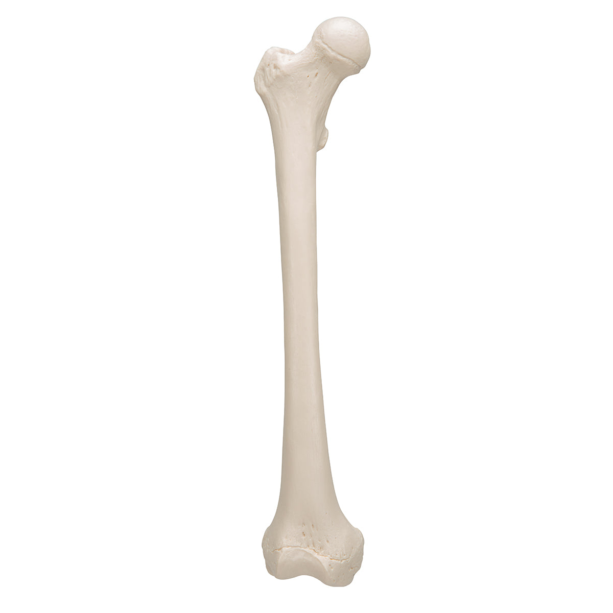 Human Femur