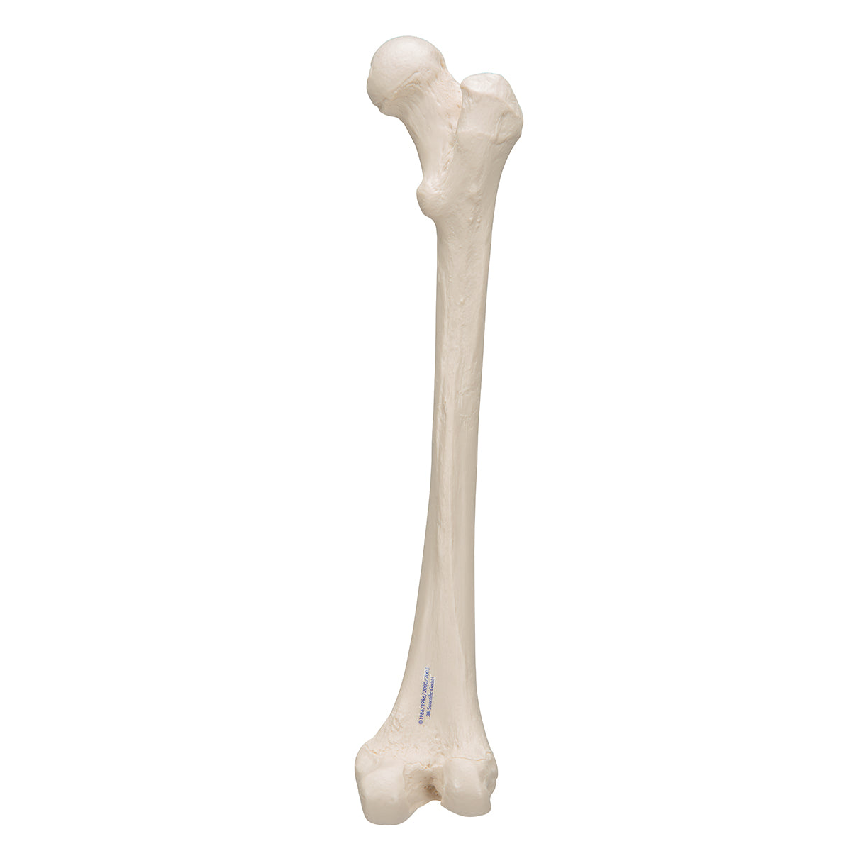 Human Femur