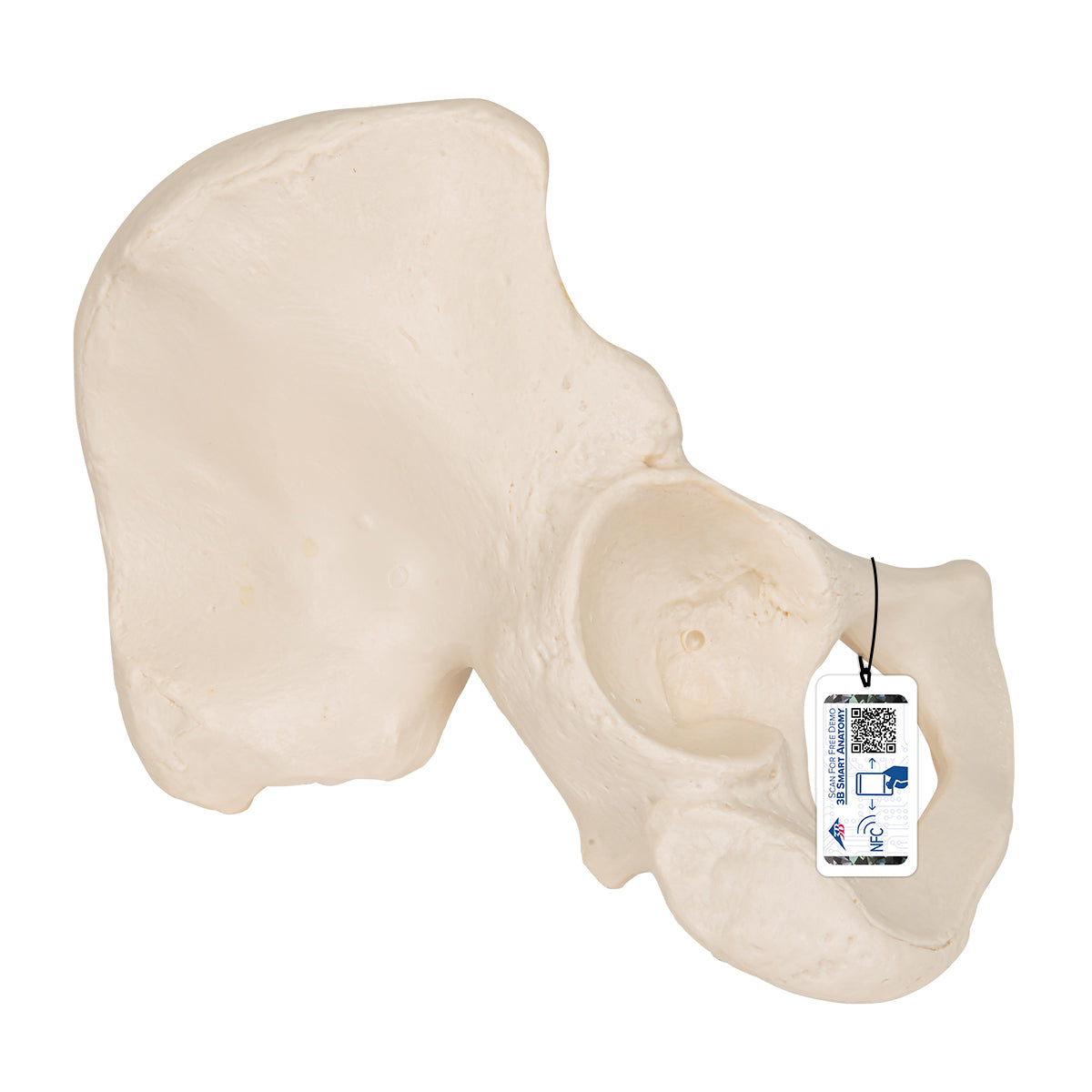 Human Hip Bone Model