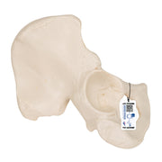 Human Hip Bone Model