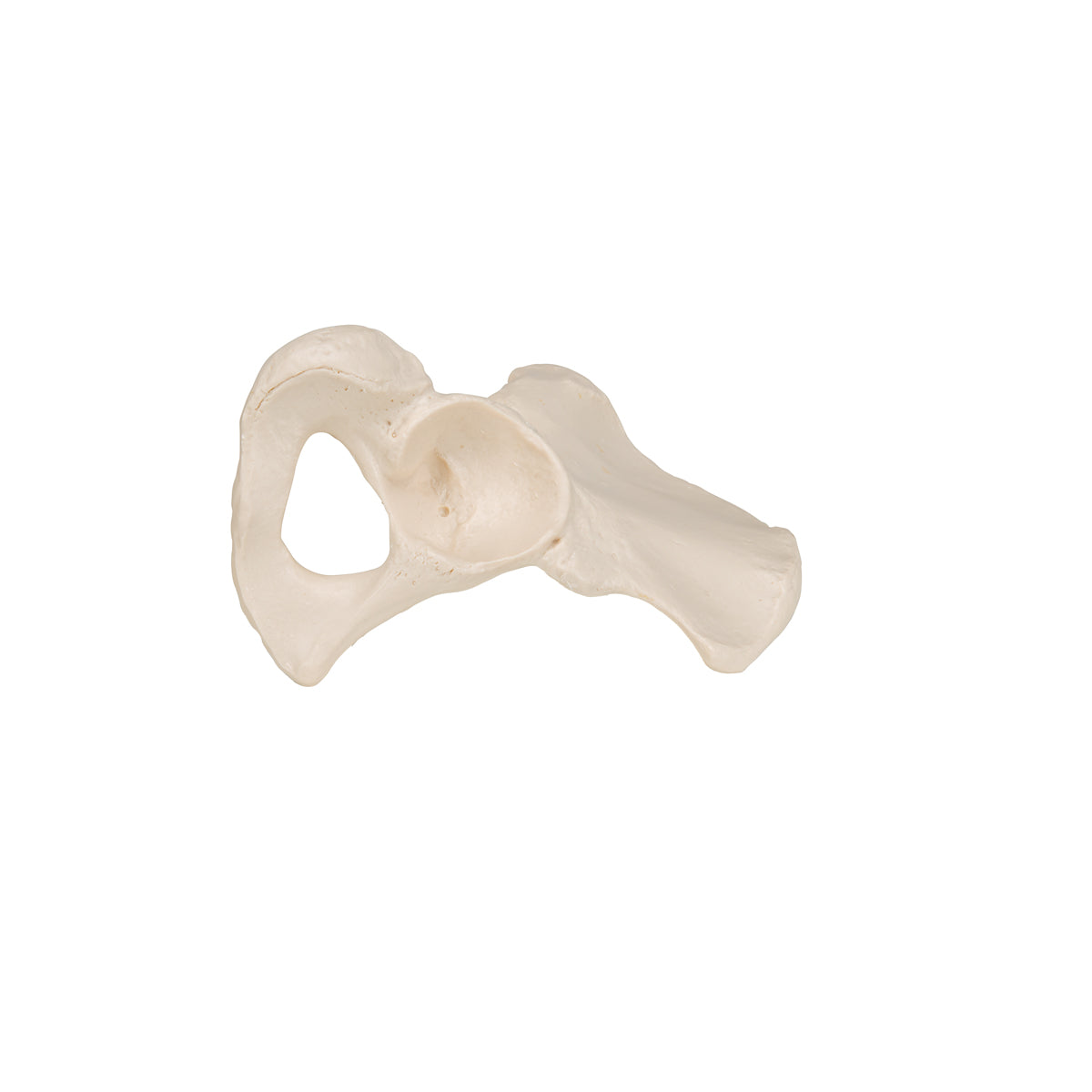 Human Hip Bone Model
