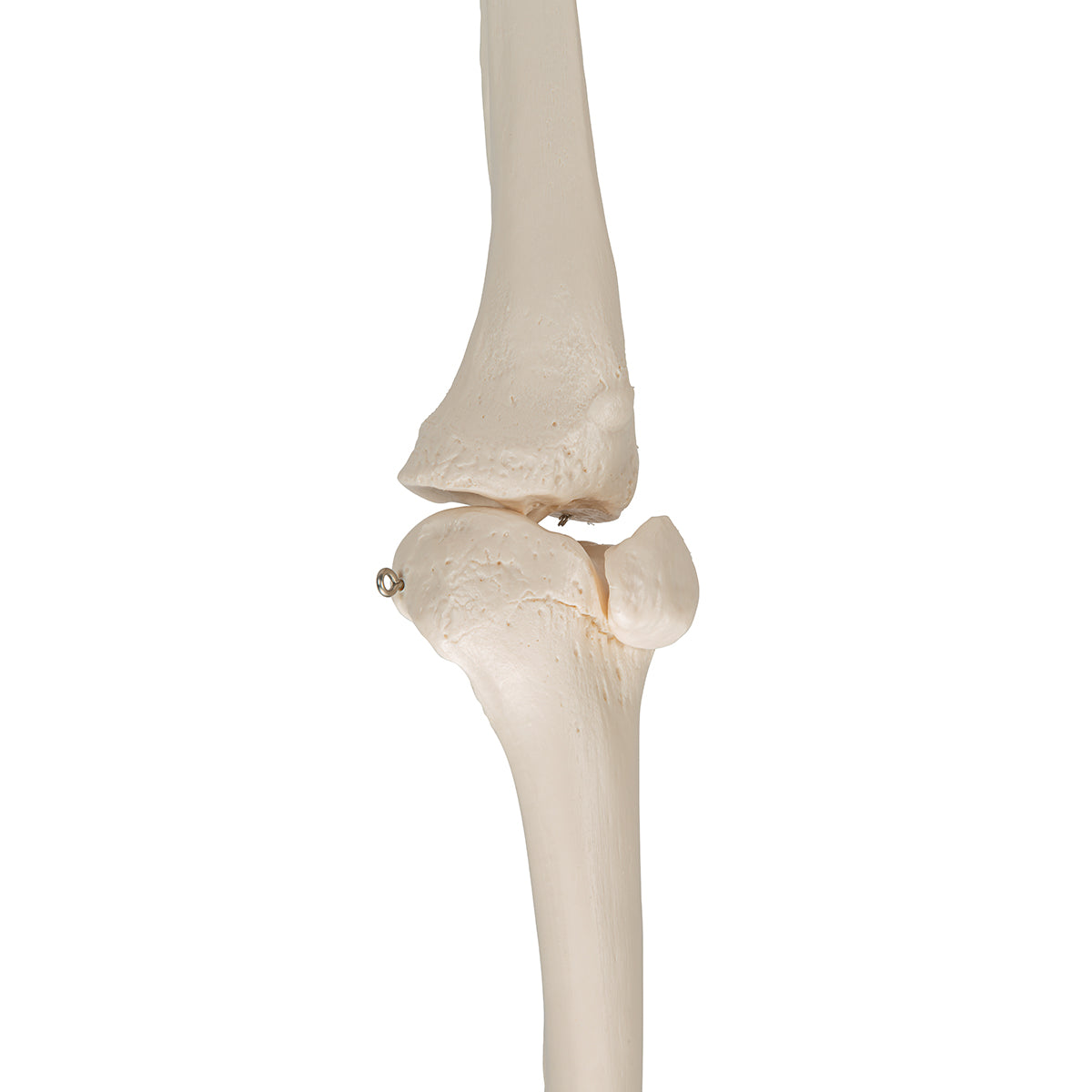 Human Skeleton of Leg with Foot, Wire Mounted