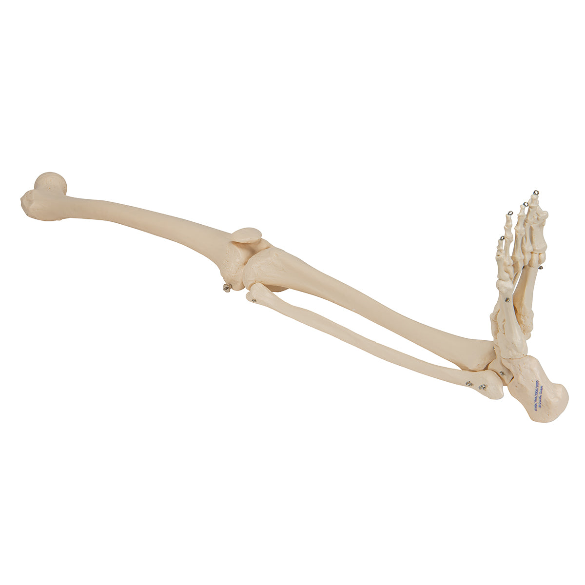 Human Skeleton of Leg with Foot, Wire Mounted