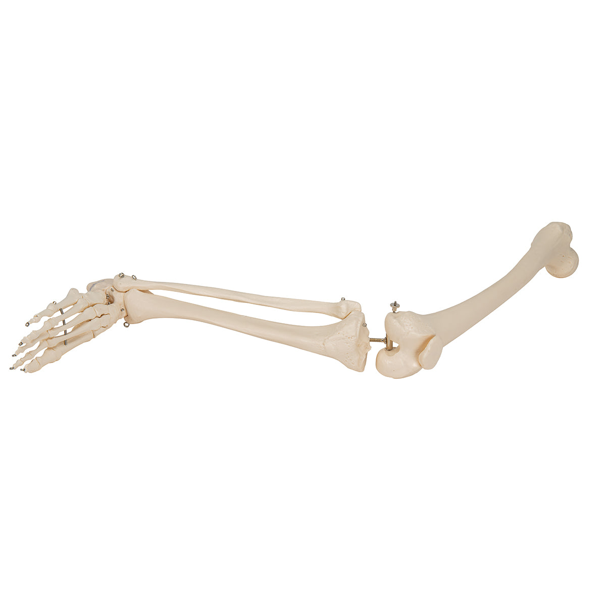 Human Skeleton of Leg with Foot, Wire Mounted