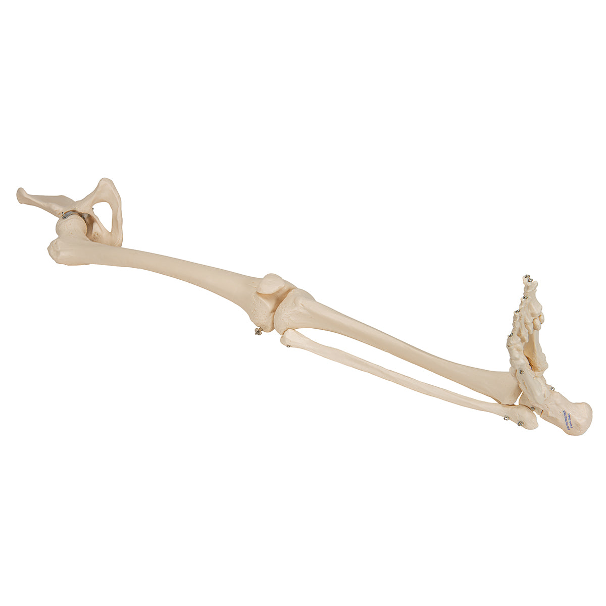 Human Leg Skeleton Model with Hip Bone