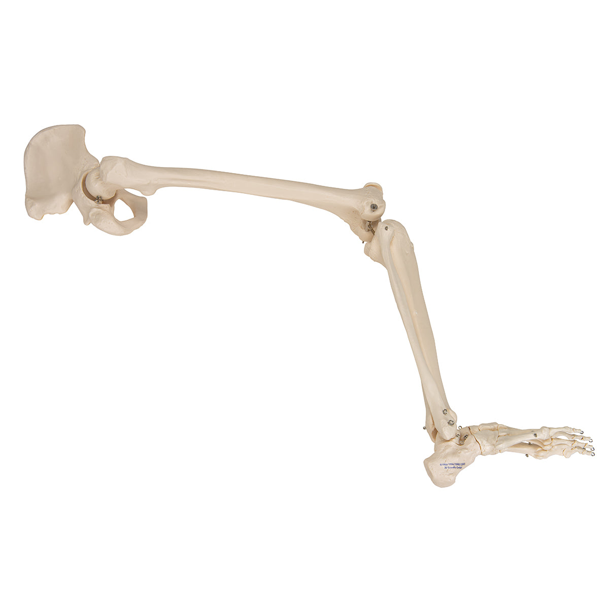 Human Leg Skeleton Model with Hip Bone