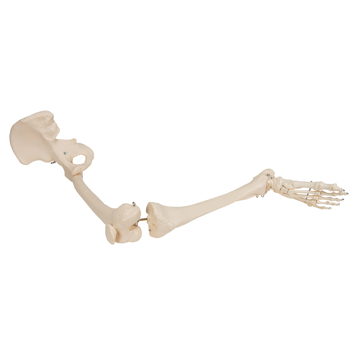 Human Leg Skeleton Model with Hip Bone