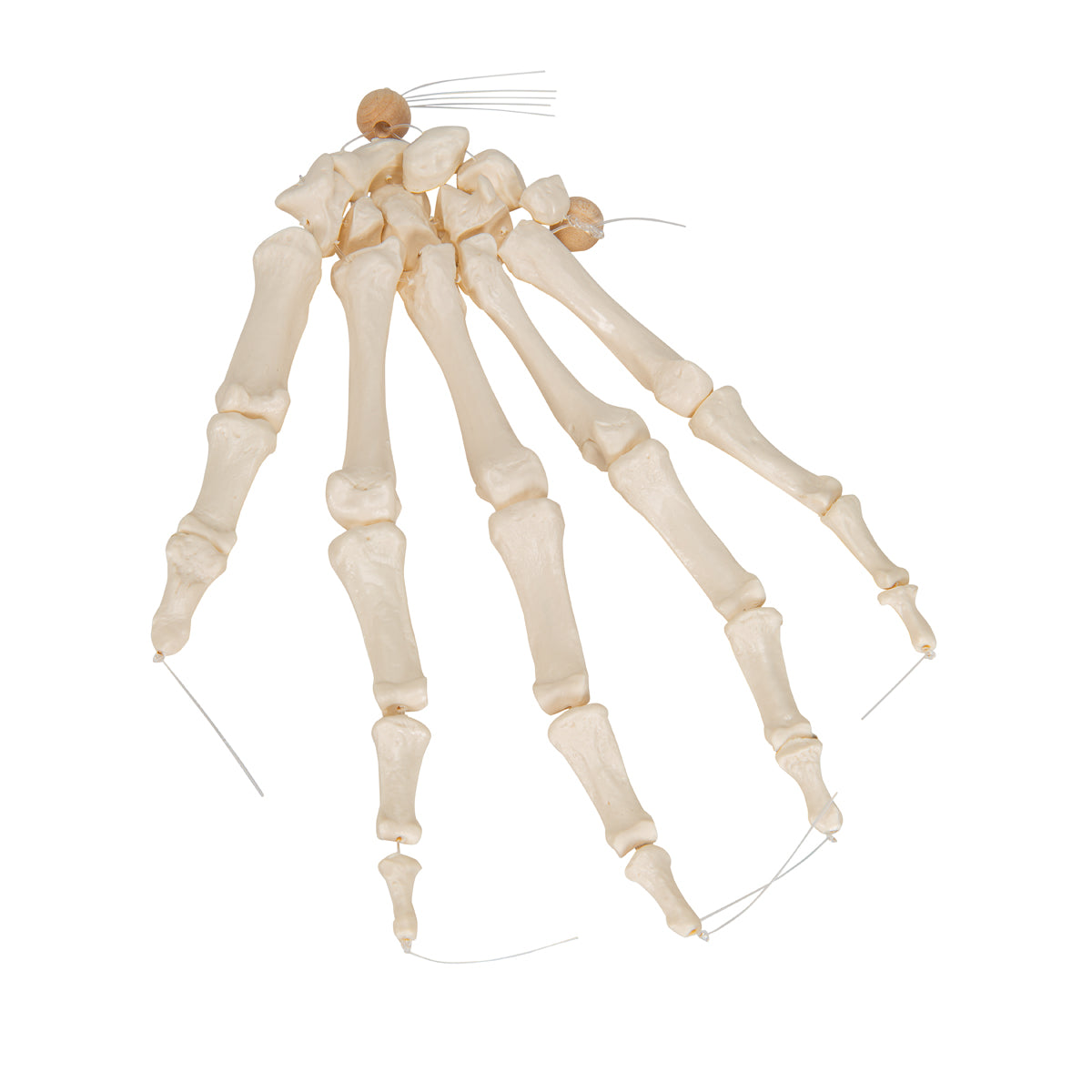 Human Hand Skeleton Model, Loosely on Nylon String
