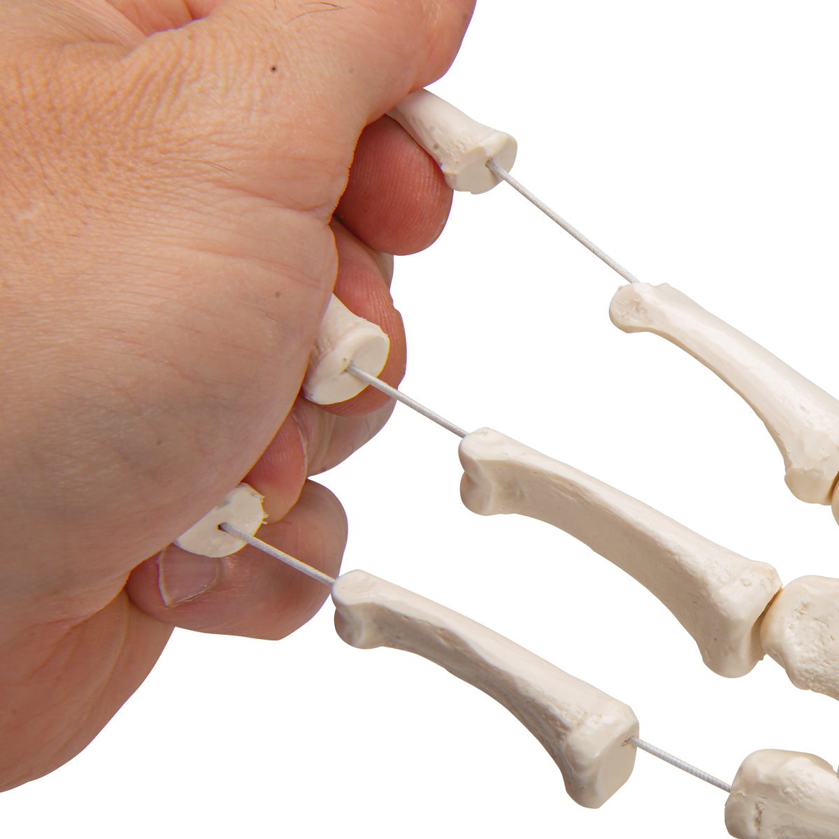 Human Hand Skeleton Model, Loosely on Nylon String