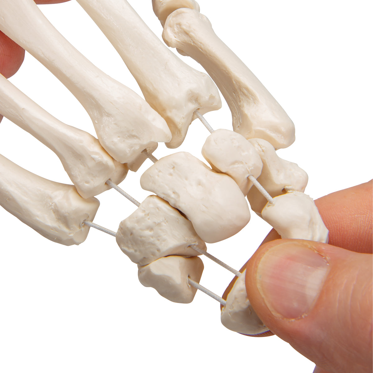 Human Hand Skeleton Model, Loosely on Nylon String