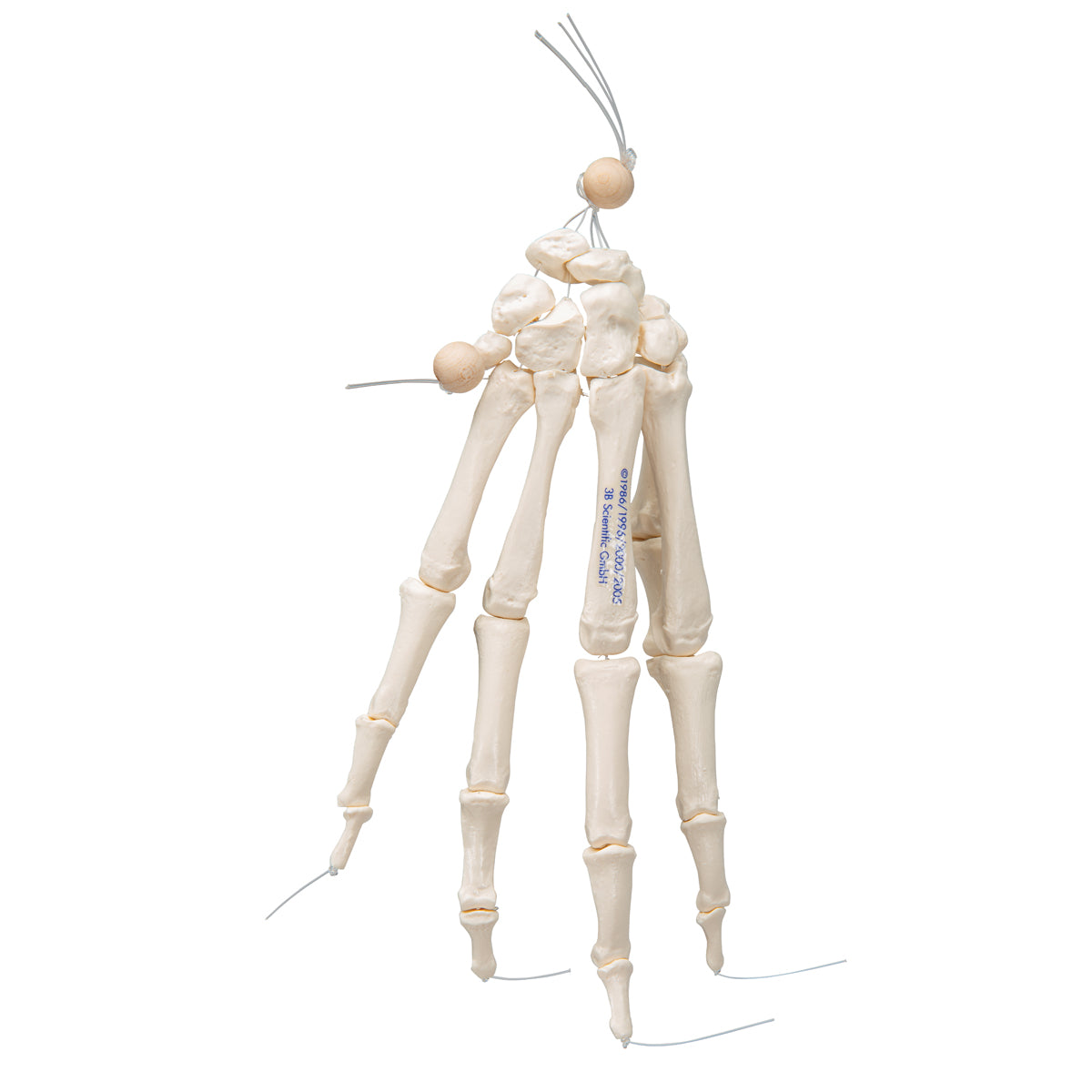Human Hand Skeleton Model, Loosely on Nylon String
