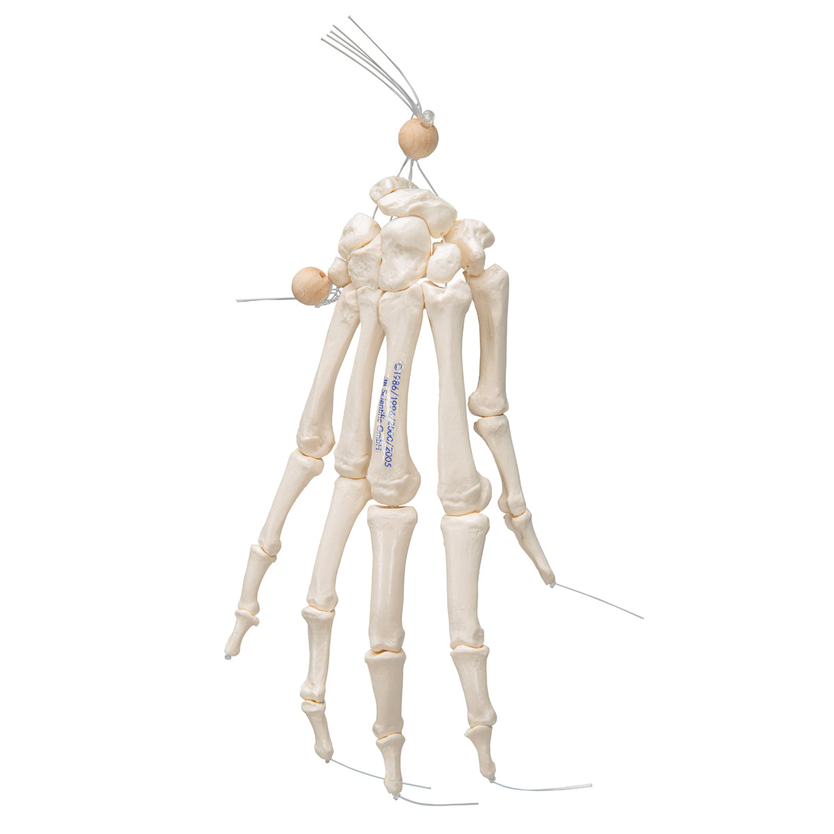 Human Hand Skeleton Model, Loosely on Nylon String