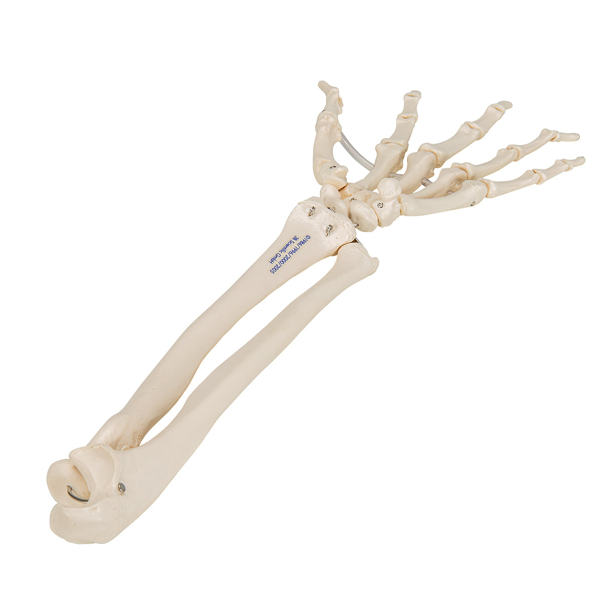 Human Hand Skeleton Model with Ulna & Radius, Elastic Mounted String