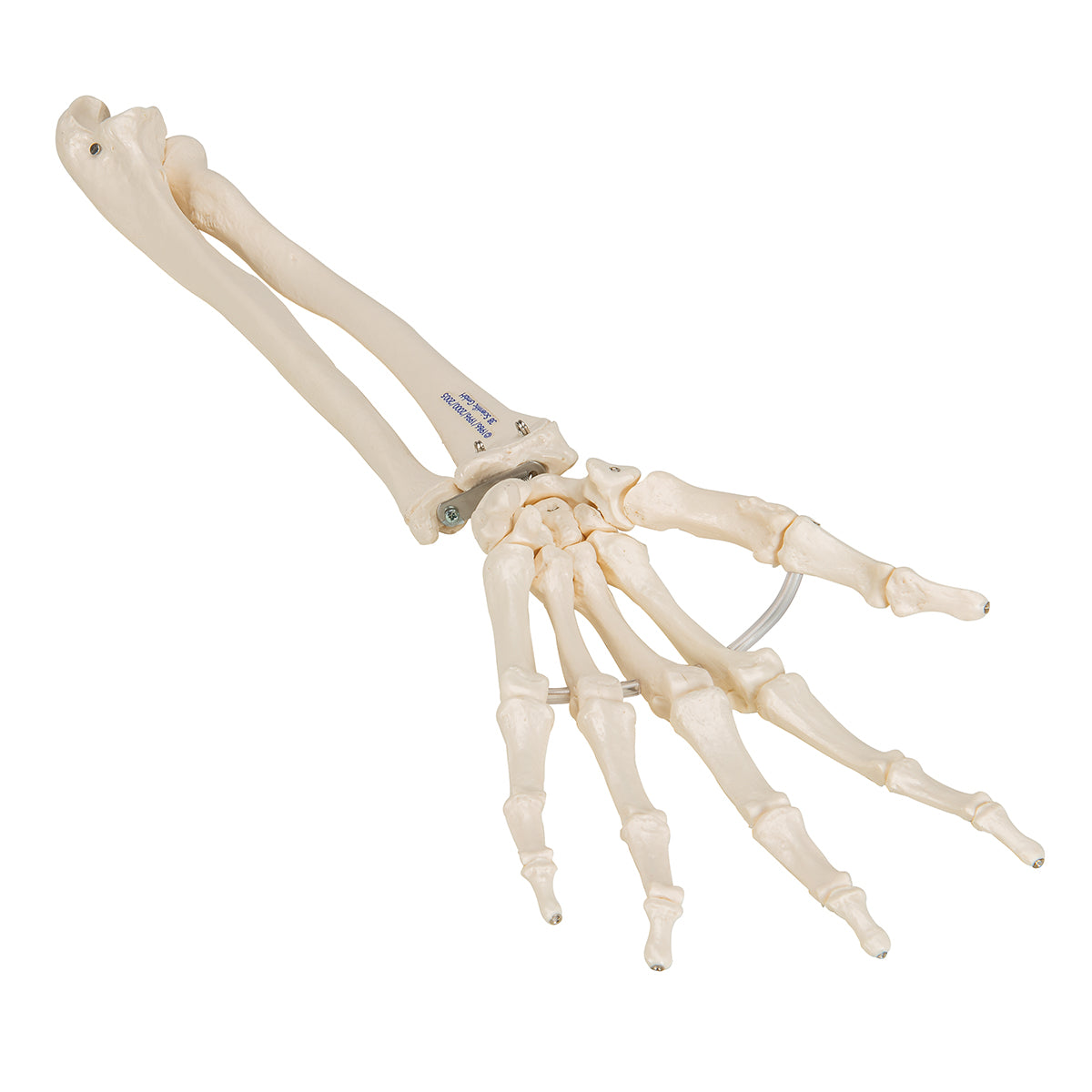 Human Hand Skeleton Model with Ulna & Radius, Elastic Mounted String