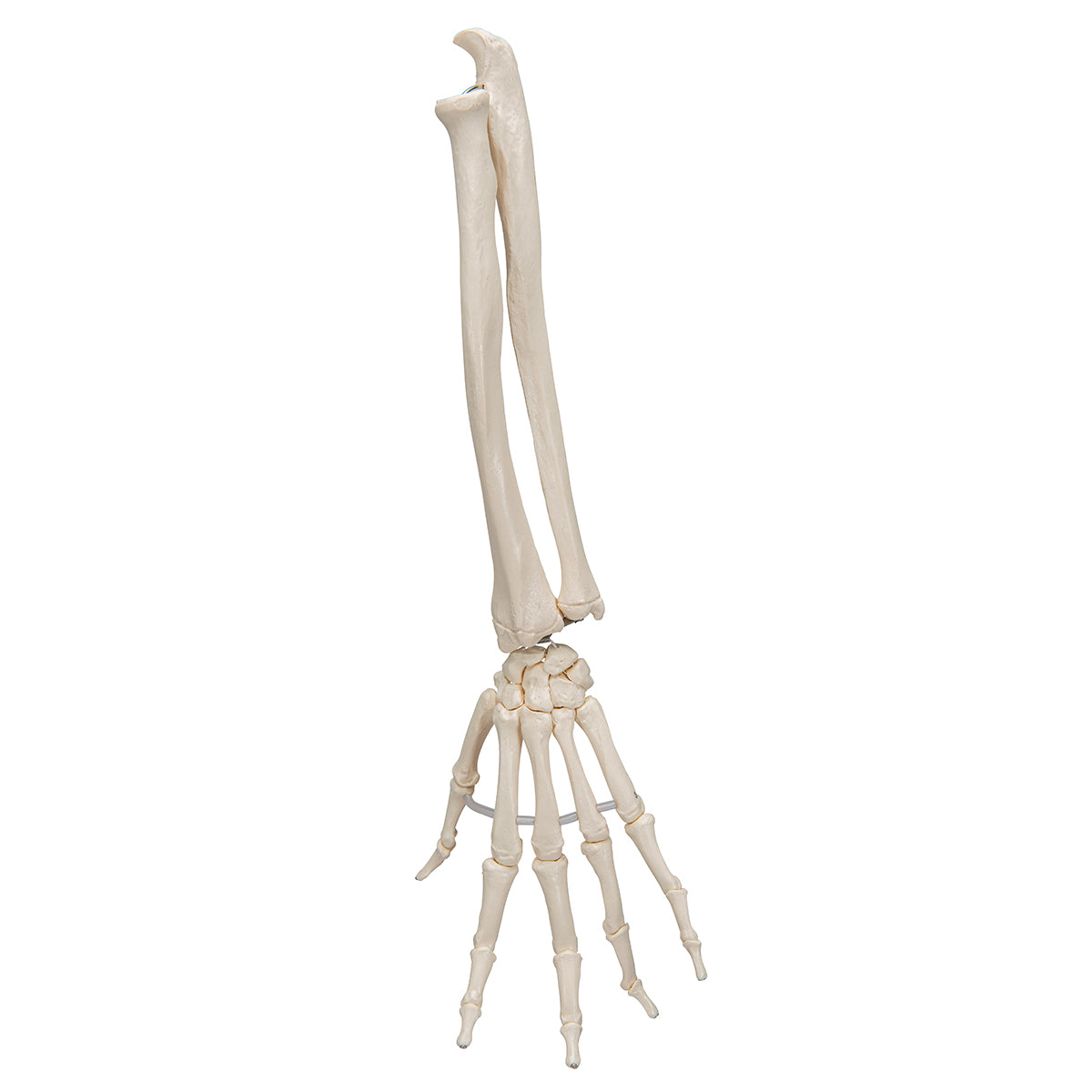 Human Hand Skeleton Model with Ulna & Radius, Elastic Mounted String