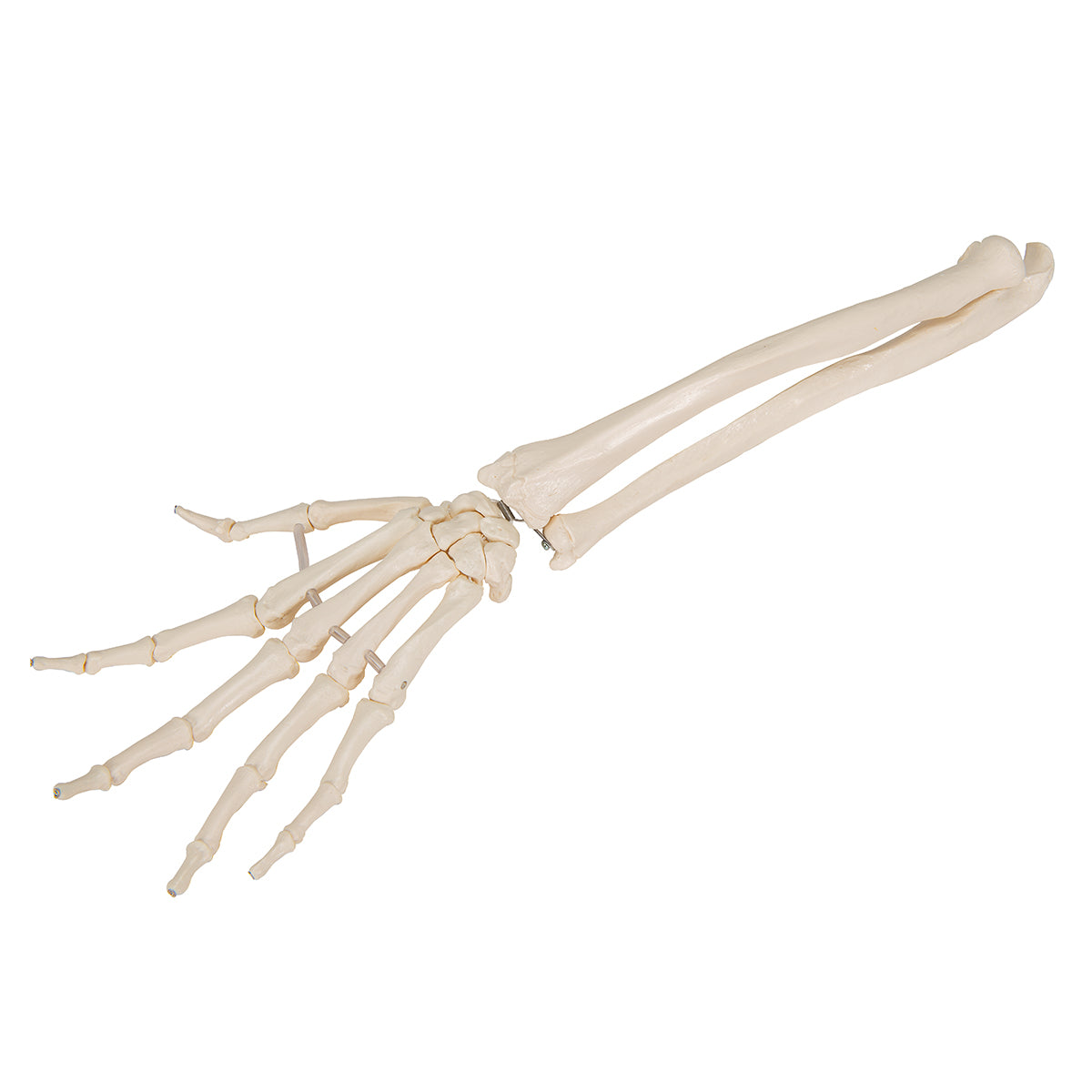 Human Hand Skeleton Model with Ulna & Radius, Elastic Mounted String