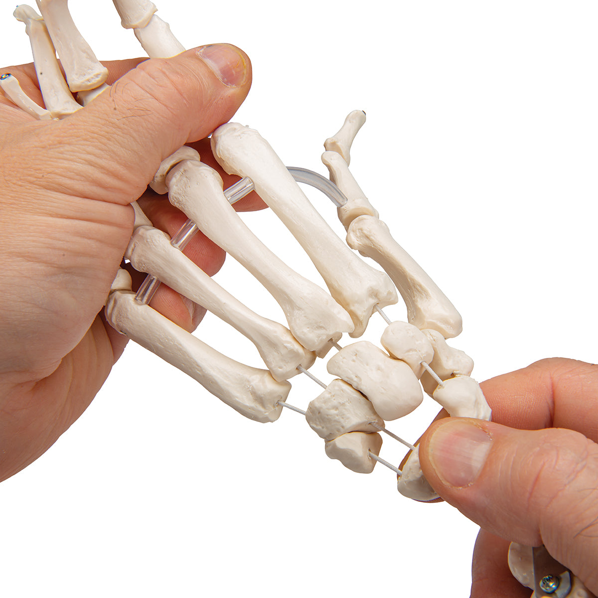 Human Hand Skeleton Model with Ulna & Radius, Elastic Mounted String