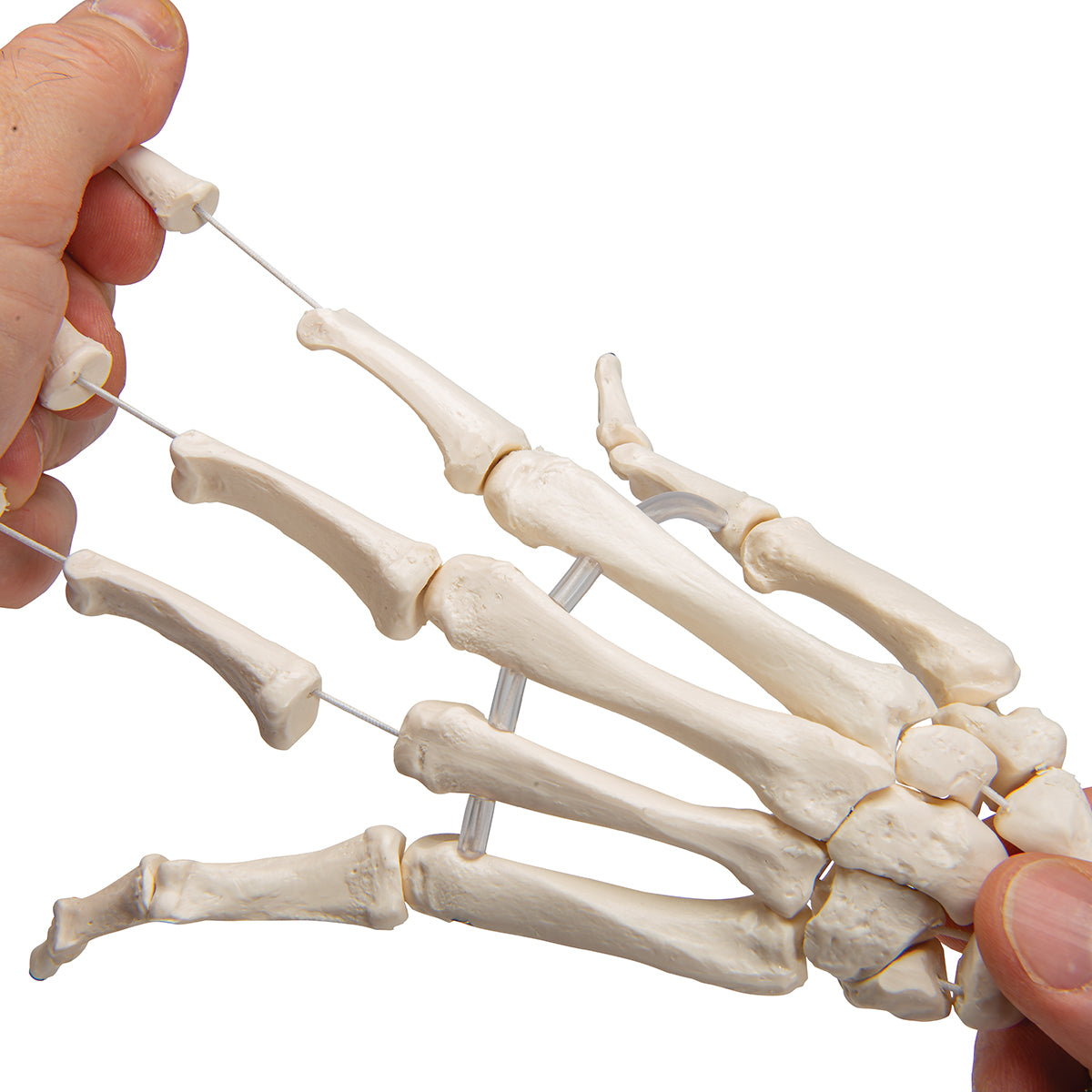 Human Hand Skeleton Model with Ulna & Radius, Elastic Mounted String