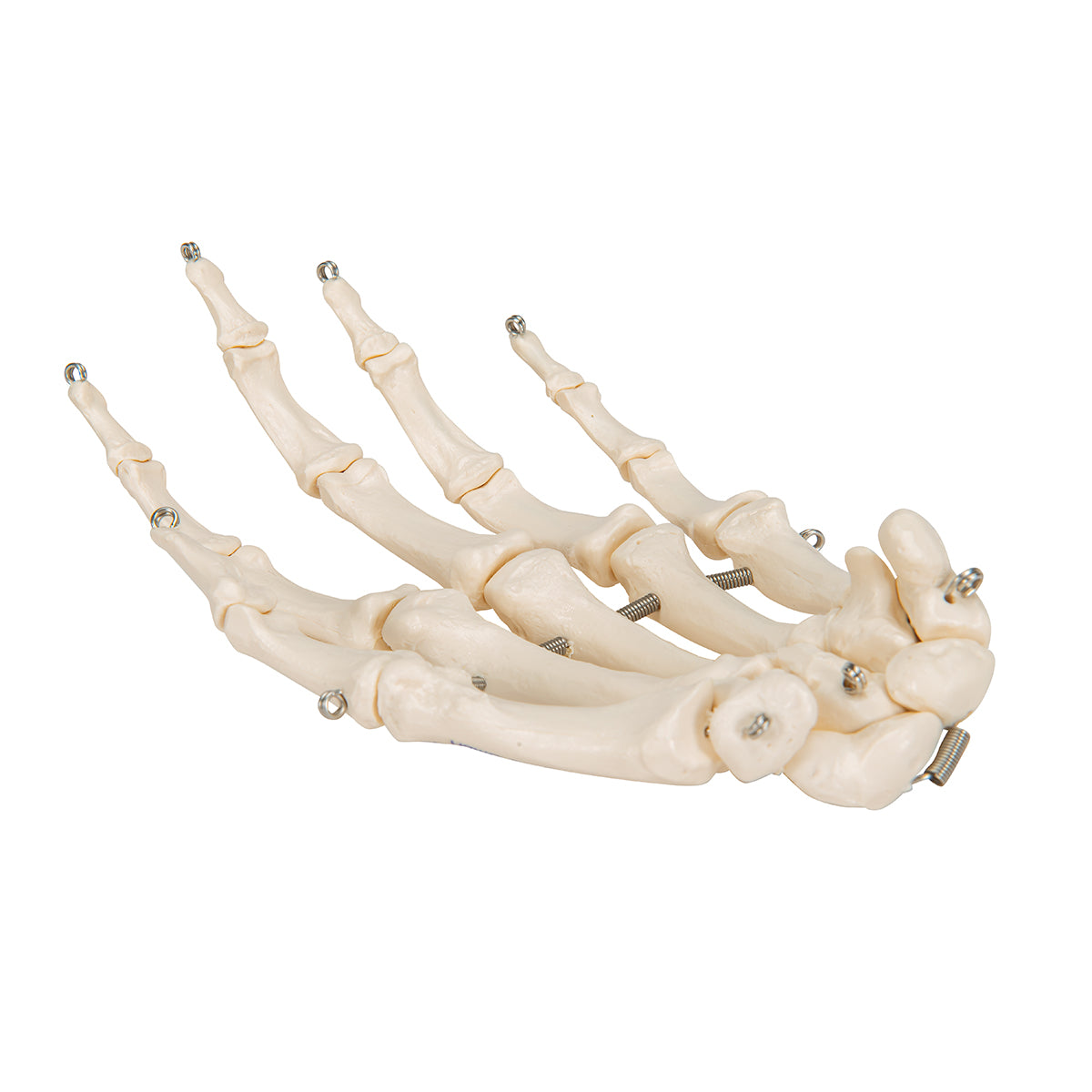 Human Hand Skeleton Model, Wire Mounted