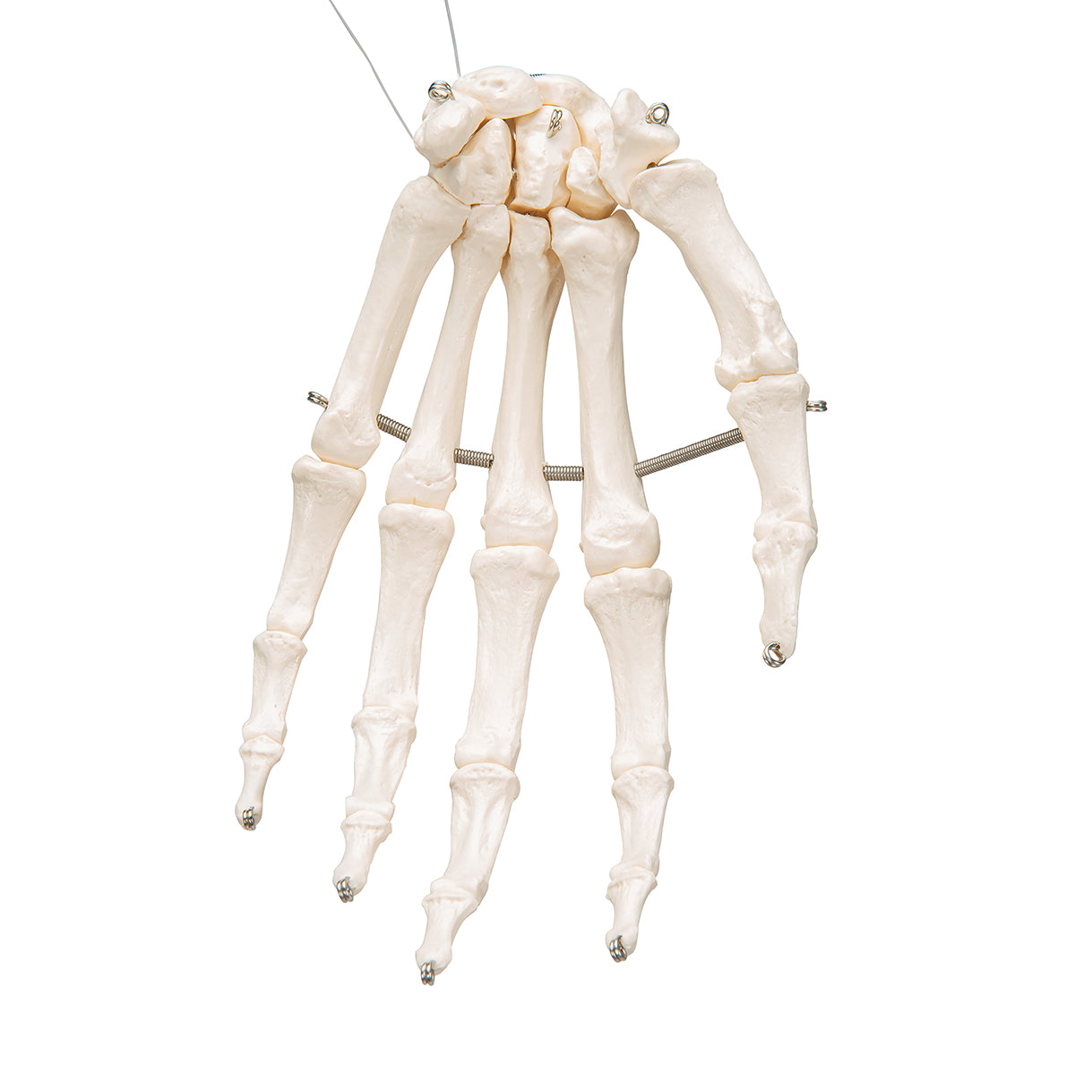 Human Hand Skeleton Model, Wire Mounted