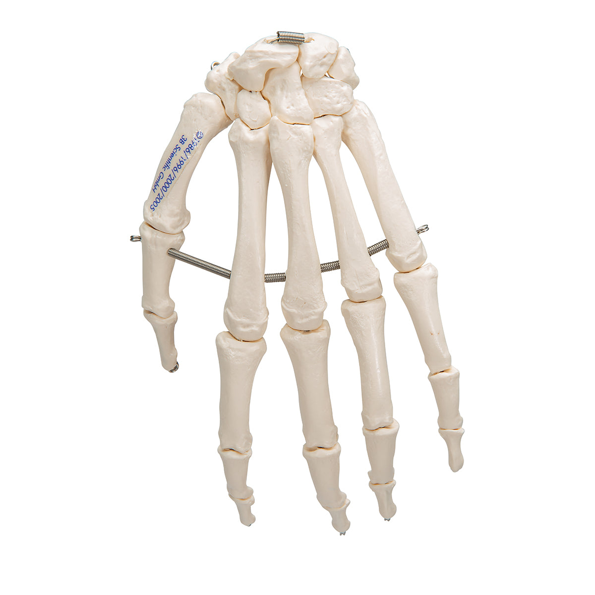 Human Hand Skeleton Model, Wire Mounted