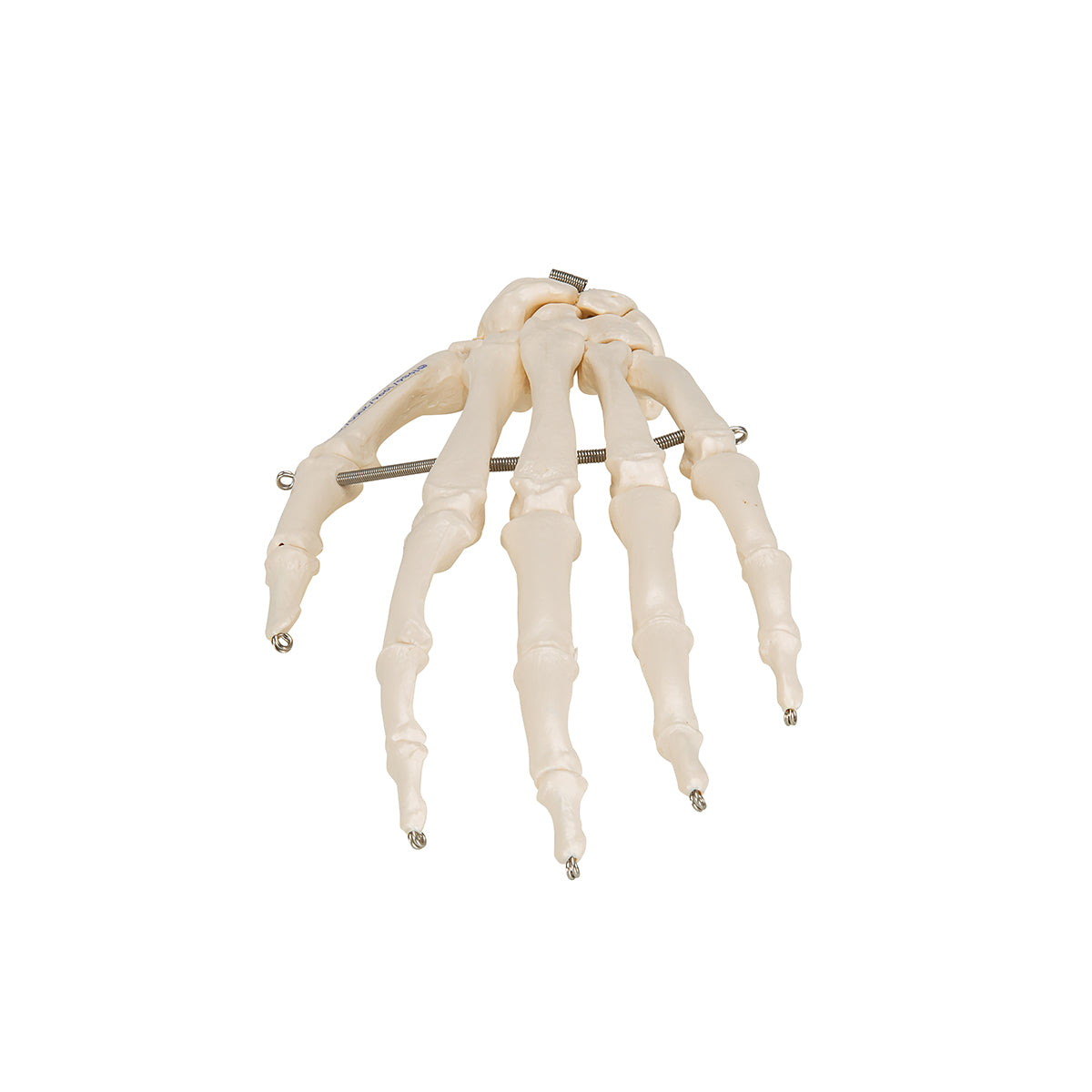 Human Hand Skeleton Model, Wire Mounted