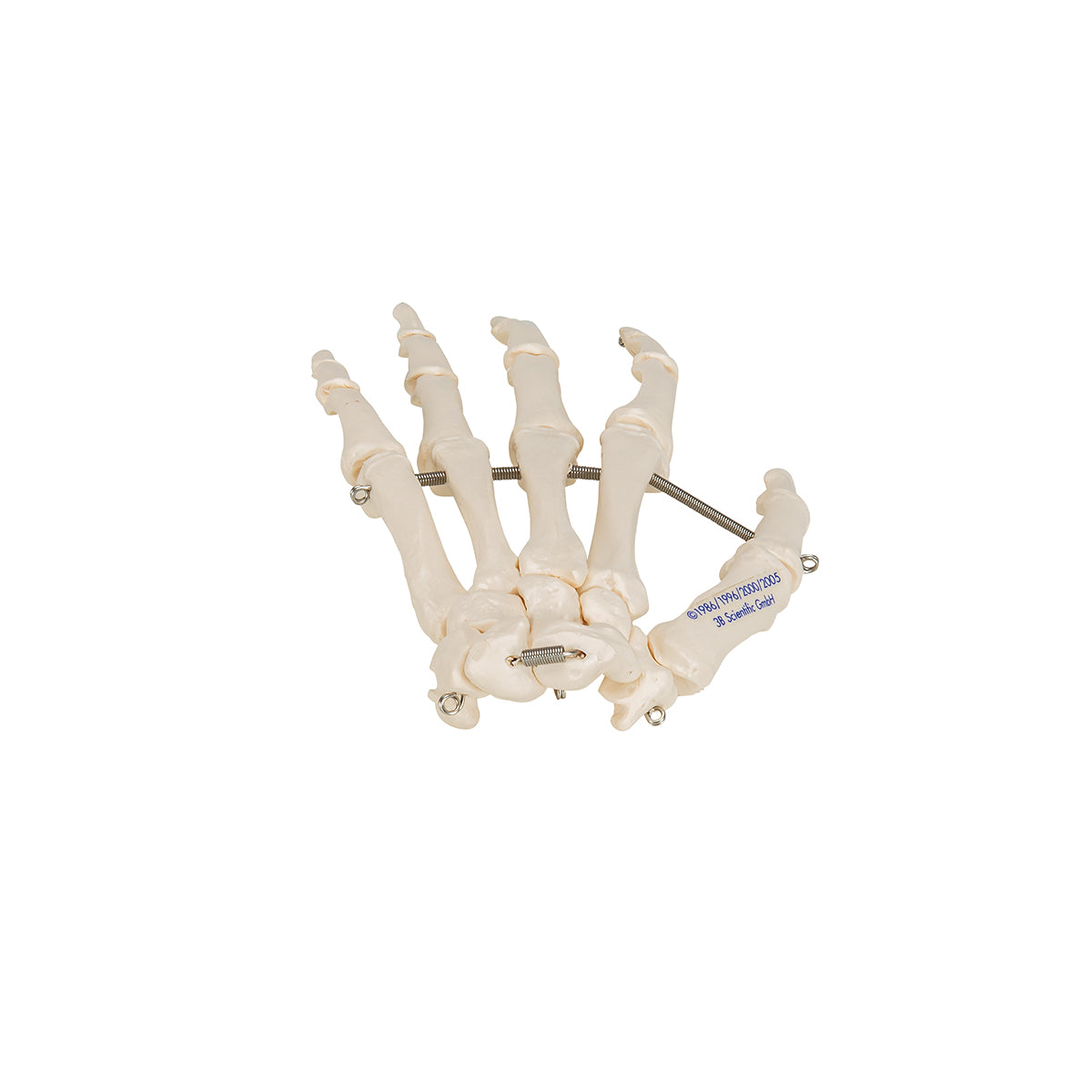 Human Hand Skeleton Model, Wire Mounted